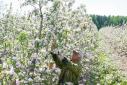 Яблоневые сады Беларуси
