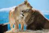 09/02/2023 10:31 Африканские львы в зоопарке "Садгород" во Владивостоке