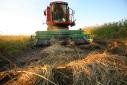 Уборка рисового поля в Калмыкии